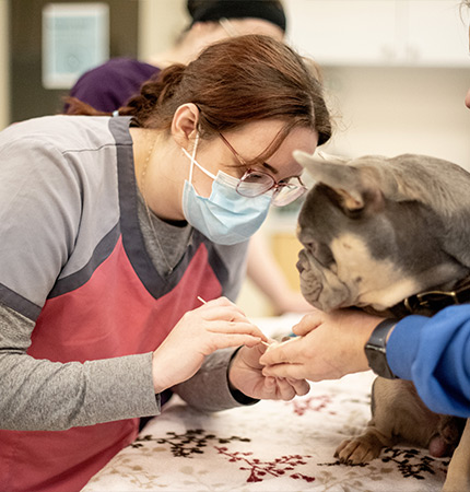 Instructional Assistant Veterinary Technician